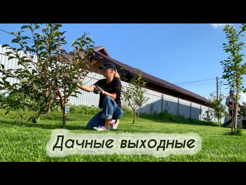 Видео: На даче #27// шикарная будет цветная капуста//подготовка газона к зиме//пересадка тюльпанов!