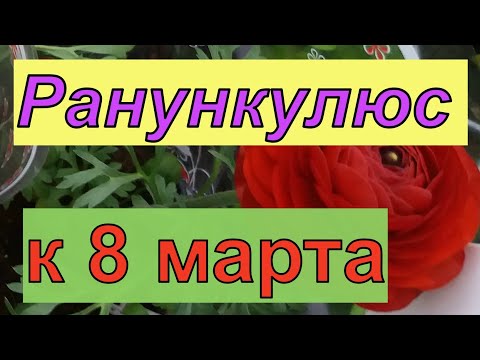 Видео: Ранункулюс. Выращивание к 8 марта.