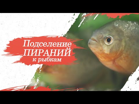Видео: Подселение пираний к рыбкам в аквариум