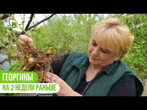 Видео: СУПЕР ПРОСТОЙ СПОСОБ ПРОРАЩИВАНИЯ ГЕОРГИН. КОГДА ПРОРАЩИВАТЬ ГЕОРГИНЫ? Мои цветы. Мой опыт.