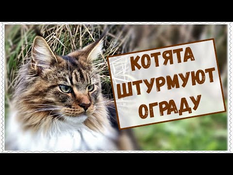 Видео: Приколы с оградой. Котята мейн куны - 30