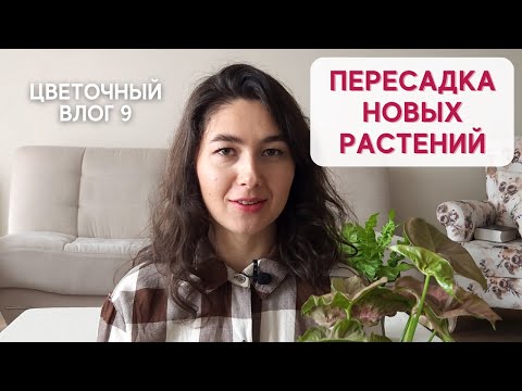 Видео: ЦВЕТОЧНЫЙ ВЛОГ 9 / Пересадка СИНГОНИУМА и переукоренение ПИЛЕИ пеперомиевидной