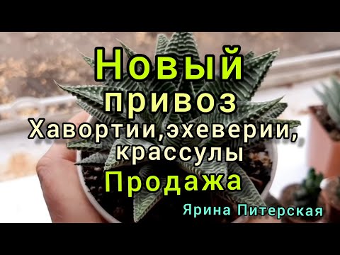 Видео: Новый привоз.Хавортии,эхеверии,крассулы.