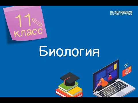 Видео: Биология. 11 класс. Принцип обратной связи на примере регулирования температуры /20.11.2020/