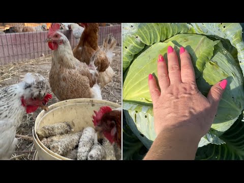 Видео: Молодые Петушки дерутся Что делать Белокрылка на Капусте