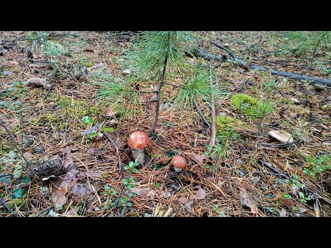 Видео: Мои первые боровики!) Белый гриб)