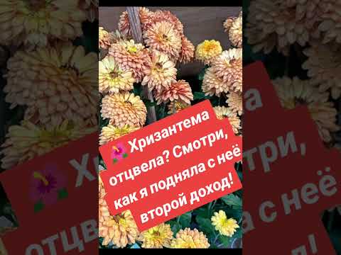 Видео: Отцветает хризантема? Не спеши выбрасывать — сейчас покажу, как из неё сделать прибыль 💐