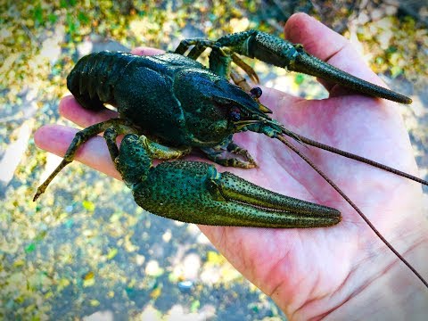 Видео: РАКИ НА МОЁМ ОЗЕРЕ ПОДРОСЛИ И ДАЛИ ПОТОМСТВО|ПРАЗДНУЕМ!!!
