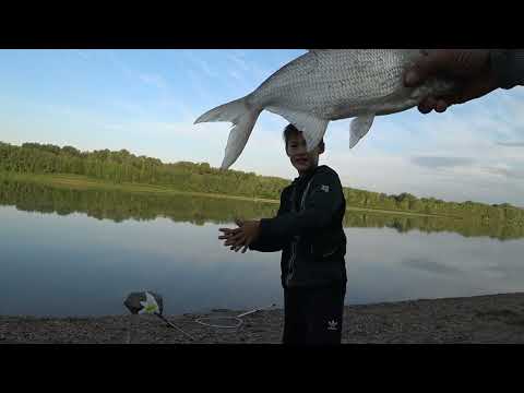 Видео: Жор Леща на Иртыше. Поймали Краснокнижную Рыбу