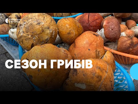 Видео: Від 100 до 350 гривень просять за кілограм грибів в Ужгороді