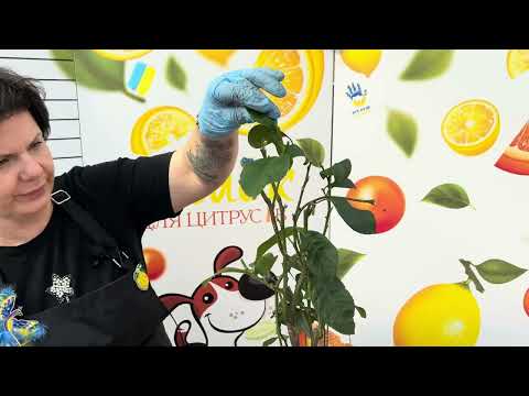 Видео: Пересадка лимона Лунаріо та Целогіни