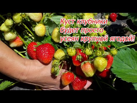 Видео: Бор для клубники- секрет массового плодоношения крупной ягоды!