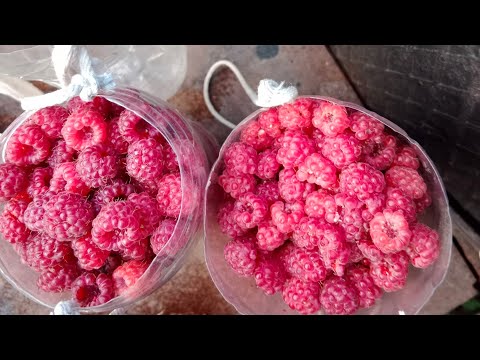 Видео: Ягодное лето. Наш огород.