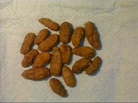 Видео: Испанцы, видео о чуфе (без перевода)