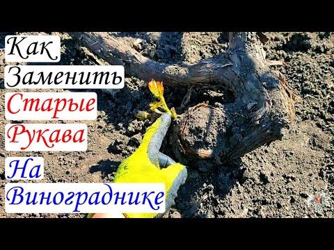 Видео: Как правильно ЗАМЕНИТЬ СТАРЫЕ РУКАВА на винограднике