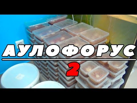 Видео: Аулофорус. Информация от специалиста. (продолжение)