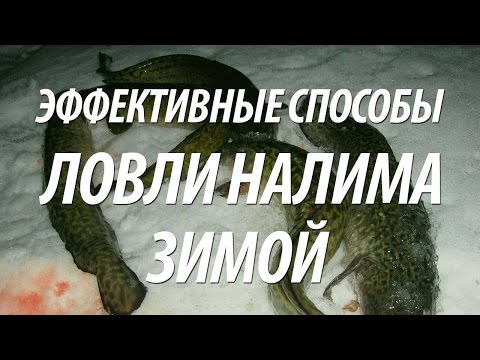 Видео: РЫБА НАЛИМ ЗИМОЙ - КАК ПОЙМАТЬ НАЛИМА НА ЗИМНЕЙ РЫБАЛКЕ