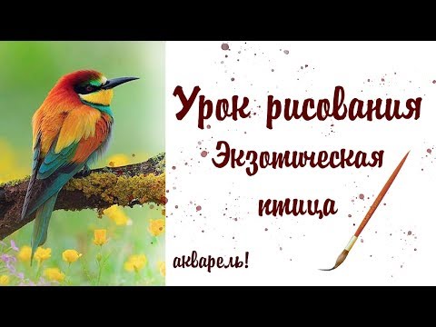 Видео: УРОК РИСОВАНИЯ АКВАРЕЛЬЮ - ЭКЗОТИЧЕСКАЯ ПТИЦА / СКЕТЧИНГ | ANA ART