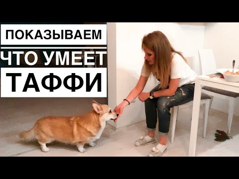 Видео: Таффи хвастается перед гостями командами 😂 Готовлю хумус и даю кефир кукурузе🐶 ВЕЛЬШ КОРГИ