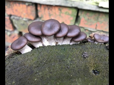 Видео: Выращивание вёшенки на пеньках (Часть 3) РЕЗУЛЬТАТ ЧЕРЕЗ 1,5 ГОДА