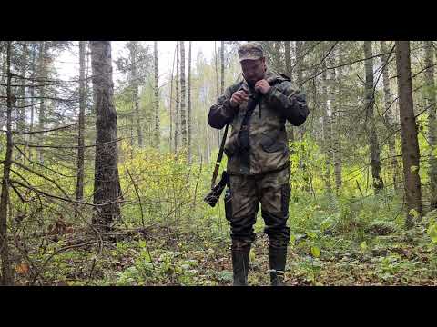 Видео: Охота на рябчика осенью 2020 года. в Ярославской области.