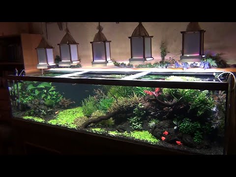 Видео: Компрессор в аквариуме. Можно ли приглушить этот грохот?