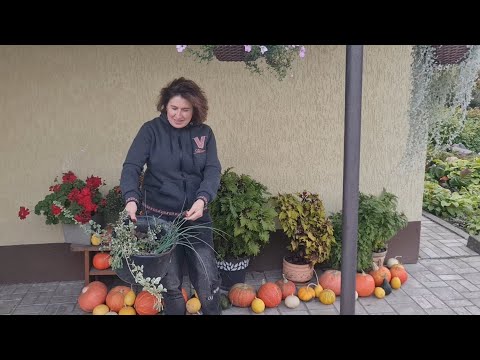 Видео: Відвідуємо Ботанічний садочок Рідні, поповнюємо його півонією Сарою Б.Посадка , поділ ІТО, застілля.