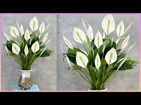 Видео: Нет почвы, нет идей полива, чтобы принести природу в дом для занятых людей.