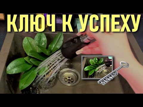 Видео: КЛЮЧ К УСПЕХУ и МЕТОДЫ ДОСТИЖЕНИЯ ПЫШНО-ВЕТВИСТОГО ЦВЕТЕНИЯ ОРХИДЕЙ! РЕАЛЬНЫЙ ОПЫТ И РЕЗУЛЬТАТ!