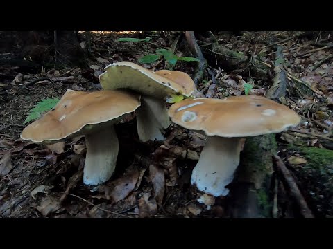 Видео: Білі Гриби Гіганти! По Білі Гриби в Карпати