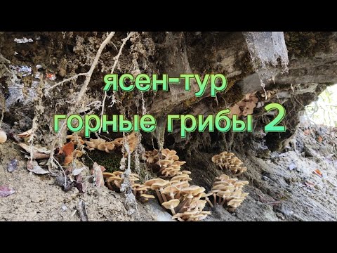 Видео: Горные грибы 2 | Зонтик пестрый | Черная лисичка