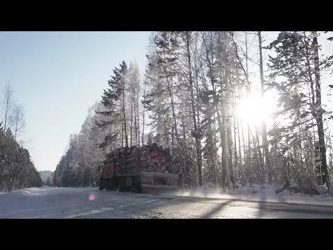 Видео: Хранители Сибири - Черные лесорубы. Как спасти сибирскую тайгу?