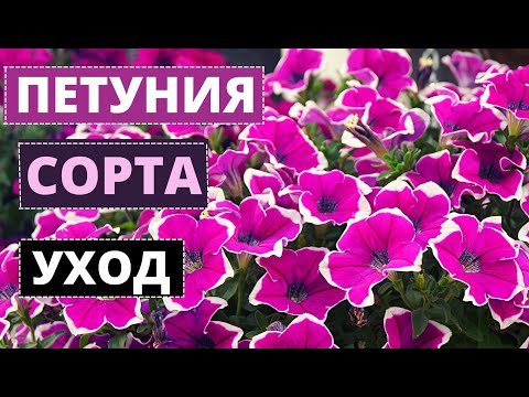 Видео: ПЕТУНИЯ сорта и виды. Уход и выращивание