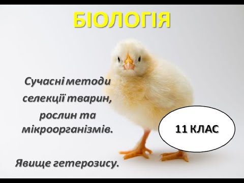 Видео: БІОЛОГІЯ 11 КЛАС "Сучасні методи селекції тварин,рослин та мікроорганізмів.Явище гетерозису"