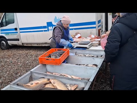 Видео: Ох і наловив‼️Жива риба ціни Березань‼️STIHL лише за 200грн‼️Чому переростні❓️Биток,як у свині👍