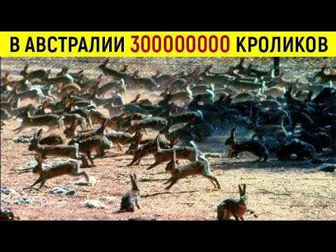 Видео: Почему в Австралии не едят диких кроликов? Ведь их там миллионы!