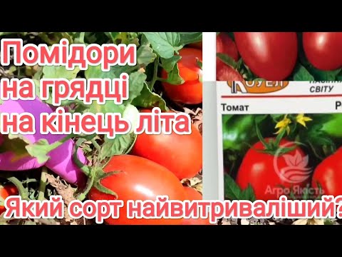 Видео: Помідори на грядці в кінці літа. Немає дощу, немає і фітофтори.