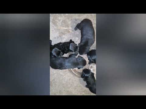 Видео: как правильно начать прикорм щенков. Щенки спаниеля. От 1дня до месяца.Конная база Полуботки