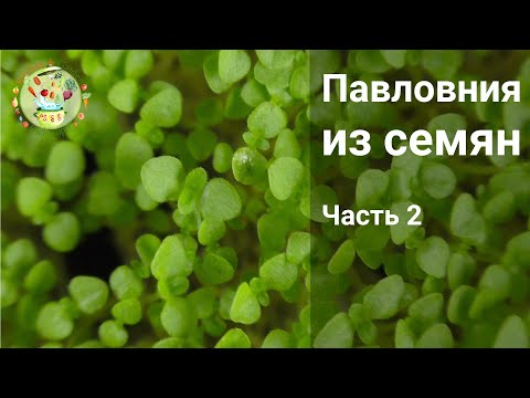 Видео: Павловния из семян. Часть 2 Пикировка