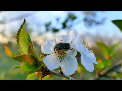 Видео: Удивительный Мастер Лукьянов