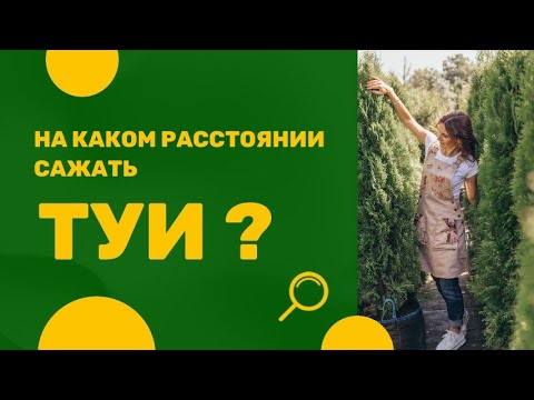 Видео: На каком расстоянии посадить туи?