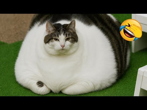 Видео: Попробуй не засмеяться 😂 Самые забавные кошки и собаки 2025 😅