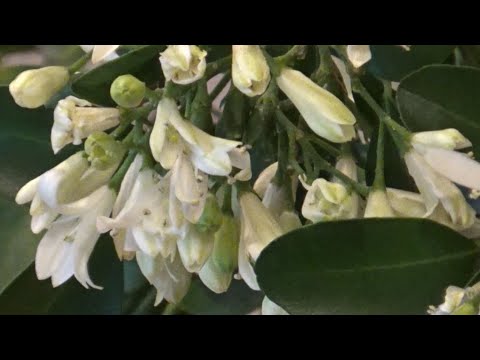 Видео: Волшебное благоухание цветов Мурайи