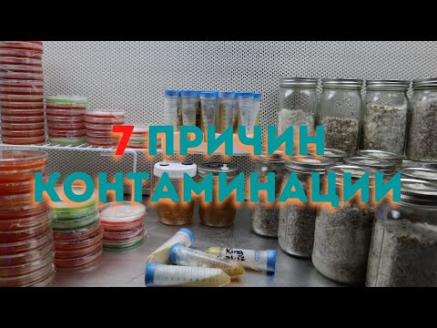 Видео: 7 Причин Контаминации в Микологии