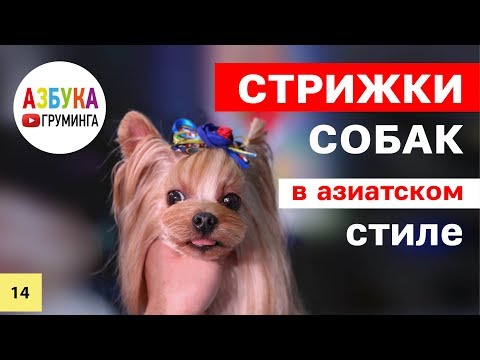 Видео: Стрижка собак в азиатском стиле. Техники груминга из Китая.