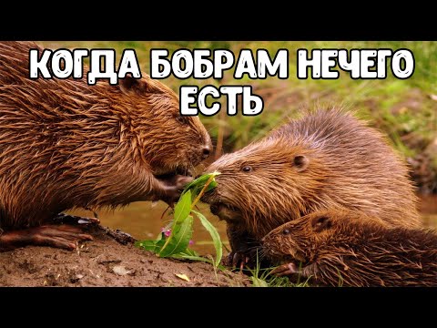 Видео: Как бобры выживают зимой.