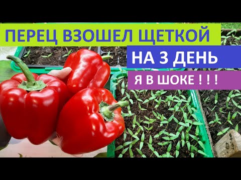 Видео: КАК ВЫРАСТИТЬ КРЕПКУЮ РАССАДУ ПЕРЦА БЫСТРЫМ СПОСОБОМ урожайные сорта перца