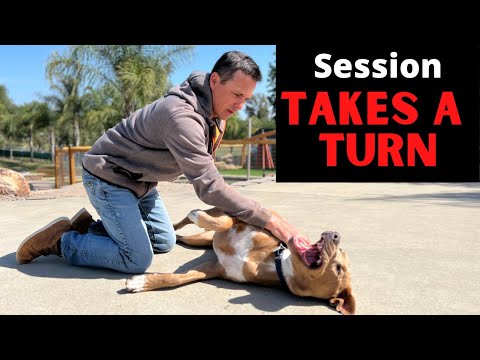 Видео: Рвать, кусать поводок и вообще вести себя как ненормальный.