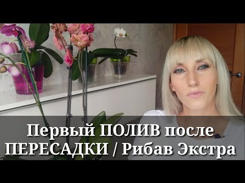 Видео: ПОЛИВ после ПЕРЕСАДКИ ОРХИДЕИ / РИБАВ ЭКСТРА для орхидей / Когда, как и с чем я поливаю