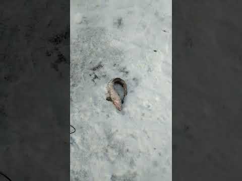 Видео: Продолжаем ловить налимов на нижнем Бурейском водохранилище.